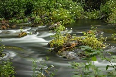 Hillsboro Nehri Parkı Tampa Körfezi Florida ağaçlarından oluşan bir tepe. Sahne: Huzurlu Hillsboro Nehri Eyalet Parkı Çiçekleri Palmiye Ağaçları Nehre Bakmaktan Kuzey Manzarası