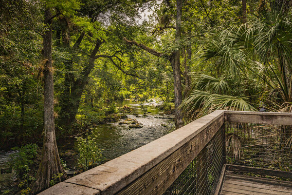 Hillsboro River State Park Tampa Bay Florida canopy of trees from look out point. Scenic Tranquil Hillsboro River State Park Flowers Trees Palms Northward Scenic View from overlooking the river. 