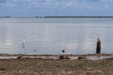 Frisbee Golf Net Piknik Adası Park Şehri Tampa Bay Florida ABD. Florida 'da sahile yakın bir tatil yeri. Bir Frisbee Golf Ağı Piknik Adası Park Şehri, Tampa Körfezi, Florida ABD. 