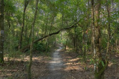 Floridas 'ın güzel Doğa Bölgesi' ndeki Tampa Doğa Koruma Parkı 'nda asfalt bir bisiklet ya da yürüyüş yolu. Egzersiz, bisiklet, yürüyüş, koşu, koşu, kuş gözlemi için harika..