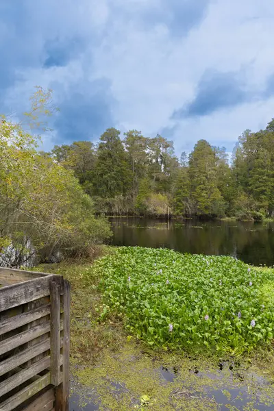 stock image Lettuce Lake Park The beautiful scenic view of the nature at Lettuce Lake Conservation Park Hillsborough County Florida USA. The lush green trees line the path the lush green bushes trees and bushes