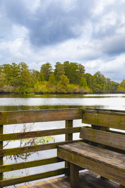 Marul Gölü Parkı. Lettuce Lake Conservation Park Hillsborough County Florida USA 'daki doğanın güzel manzarası. Yemyeşil ağaçlar yol boyunca uzanır yemyeşil çalılar ağaçlar ve çalılar