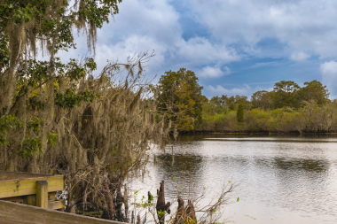 Marul Gölü Parkı. Lettuce Lake Conservation Park Hillsborough County Florida USA 'daki doğanın güzel manzarası. Yemyeşil ağaçlar yol boyunca uzanır yemyeşil çalılar ağaçlar ve çalılar