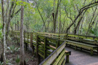 Marul Gölü Parkı. Lettuce Lake Conservation Park Hillsborough County Florida USA 'daki doğanın güzel manzarası. Yemyeşil ağaçlar yol boyunca uzanır yemyeşil çalılar ağaçlar ve çalılar