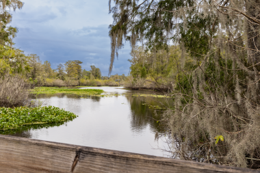 Marul Gölü Parkı. Lettuce Lake Conservation Park Hillsborough County Florida USA 'daki doğanın güzel manzarası. Yemyeşil ağaçlar yol boyunca uzanır yemyeşil çalılar ağaçlar ve çalılar