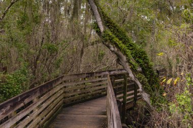 The green fern spotted trees in vibrant colors hover above the wooden foot bridge at Lettuce Lake Conservation Park clipart