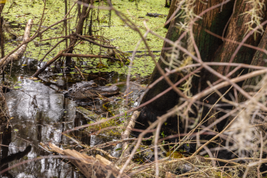 Timsahın kafası suyun üstünde, çalıların arasında, Lettuce Lake Park Tampa Florida 'da yosun tutuyor. Hillsborough Park ve Rekreasyon Departmanı 'nın güzel bir çevre dostu parkı..