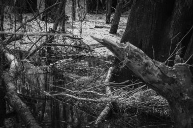 Timsahın kafası suyun üstünde, çalıların arasında, Lettuce Lake Park Tampa Florida 'da yosun tutuyor. Hillsborough Park ve Rekreasyon Departmanı 'nın güzel bir çevre dostu parkı..