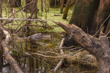 Timsahın kafası suyun üstünde, çalıların arasında, Lettuce Lake Park Tampa Florida 'da yosun tutuyor. Hillsborough Park ve Rekreasyon Departmanı 'nın güzel bir çevre dostu parkı..