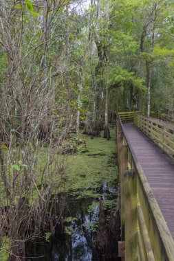 A view of the nature at Lettuce Lake Conservation Park Hillsborough County Florida USA. The beautiful scenic view of the nature clipart