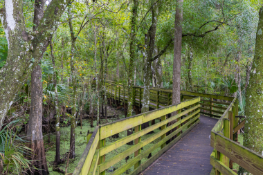 Yeşillik yeşil ağaçlar tahta kaldırımda bir gözlem kulesiyle sıralanır. Marul Gölü Parkı Lettuce Gölü Koruma Parkı Hillsborough County Florida ABD 'deki doğanın güzel manzarası.
