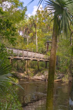 The wooded footbridge extends past the reflection of the Hillsboro River. The water cascades past an ancient trees. The river reflects the blue sky at the Hillsboro River State Park Tampa Florida. clipart