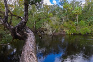 The ancient tree extends over the Hillsboro River Tampa Florida USA. The Hillsboro River serenely flows through a lush autumn forest, surrounded by thick vegetation. clipart