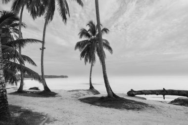 Tall palm trees sway gently over a sandy beach, with a calm ocean stretching to the horizon under a partly cloudy sky. The scene is peaceful, evoking a tropical paradise. clipart