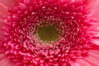 Canlı pembe yapraklar Gerbera papatyasının merkezinden dışa doğru yayılarak büyüleyici bir bitki örtüsü oluşturur.