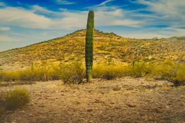 Kuru bitki örtüsü ve kayalık zemin ile çevrili bir çöl arazisinde tek başına duran bir kaktüs. Arka plandaki yuvarlanan tepeler ince bulutlarla dolu bir gökyüzü ile karşılaşıyor.. 