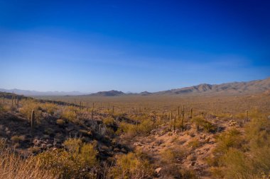 Tucson, Arizona 'nın göbeğinde güneşli çöl manzarasıyla çevrili yalnız bir kaktüs dimdik ayakta duruyor. Gökyüzüne doğru uzanan ikonik kollarıyla yükselen saguaro kaktüsü Sonoran çöllerinin engebeli güzelliğinin bir sembolüdür.