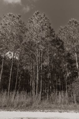 Tall pine trees rise majestically against a clear sky, casting shadows over the underbrush beneath. The foreground features a simple dirt path, adding depth to the serene forest scene. Tall Pine Trees BNW Flatwoods Loop New Tampa clipart