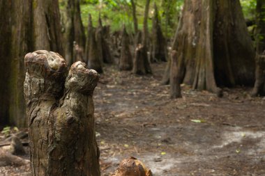 This captivating photograph showcases the timeless beauty of ancient mangrove trees along the Hillsboro River in State Park. The twisted, gnarled roots and weathered trunks of the mangroves stand in stark contrast to the calm clipart