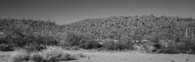 Tek renkli fotoğraf, kaktüslerin, dağılmış çalılar ve kurak arazilerle çevrili, berrak bir gökyüzünün altında, bir çöl yamacında dimdik durduğunu gösteriyor. Manzara, kuru bir ortamın tipik toprak tonları ve seyrek bitki örtüsüyle kaplıdır..