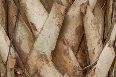 Bir palmiye ağacının gövdesinin detaylı yakın plan fotoğrafı kabuğun karmaşık dokularını ve doğal desenlerini gösteriyor. Görüntü, dikey çizgileri, organik hissi ve ahşabın toprak tonlarını vurgular.