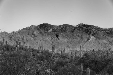 This stunning photo captures the beauty of the Tucson desert, with towering saguaro cacti standing proudly in the foreground, their green arms reaching up towards a brilliantly colored blue sky. The rugged mountains rise in the background clipart