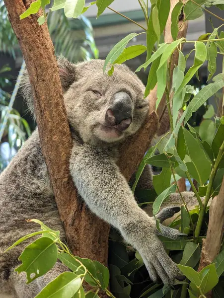Brisbane 'deki Koala Sığınağı