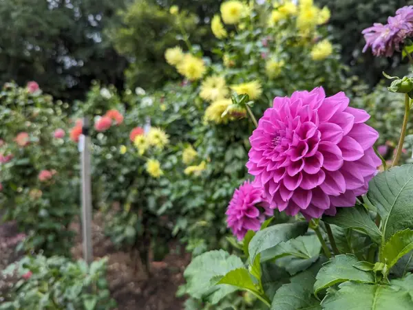 Adelaide, Avustralya Botanik bahçesindeki güzel çiçekler