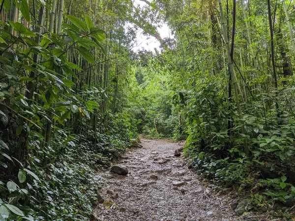 Honolulu, Hawaii orman yolu.