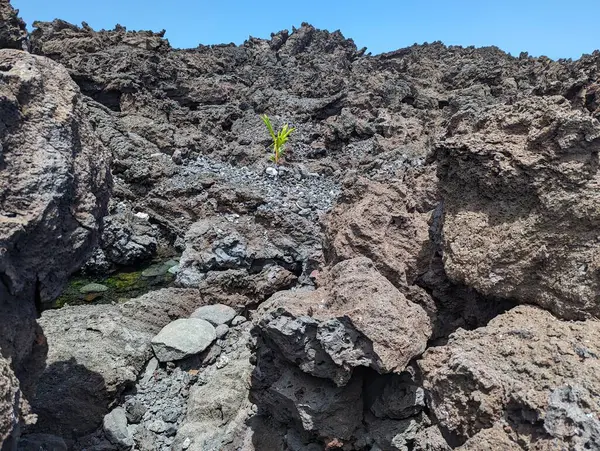 Büyük Ada, Hawaii Pohoiki Plajı Lav 'dan sonraki yaşam