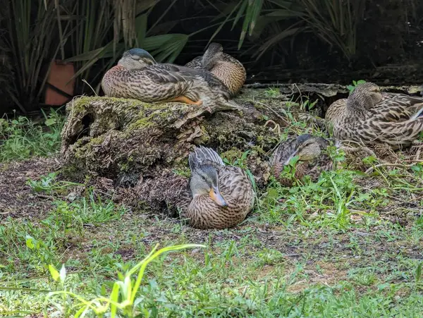 Cagliari, İtalya ördekleri şehrin Botanik bahçesinde dinleniyor