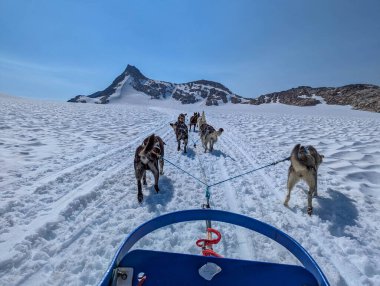 Buzulda köpek kızağı.