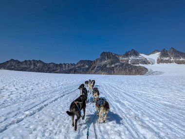 Buzulda köpek kızağı.