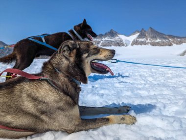 Huskiler kızak kayarken mola veriyor