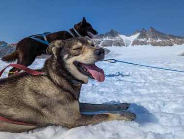 Huskiler kızak kayarken mola veriyor