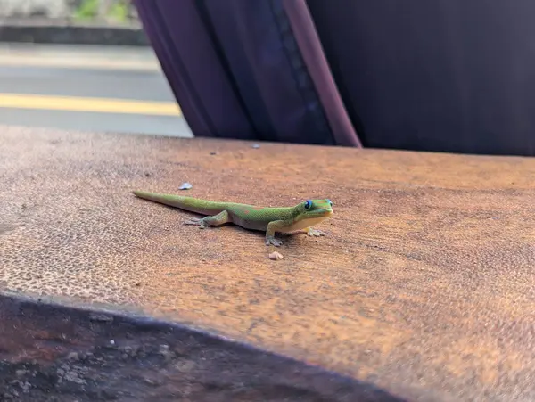 Küçük kertenkele tahta bir bar masasında duruyor.