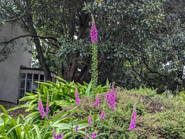 Çiçek açan tilki eldivenleri yemyeşil bir bahçede