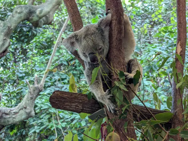 Bir koalanın yakın plan görüntüsü.