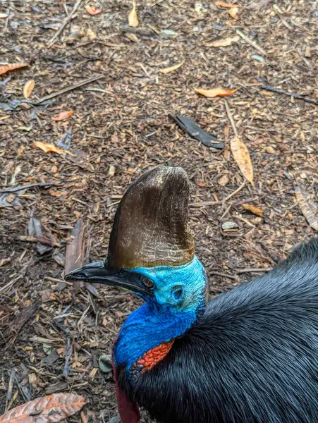 Cassowary 'nin yakın plan görüntüsü.