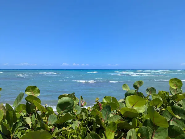 Yeşil ve Mavi, Deniz ve Doğa