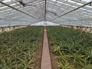 Ponta Delgada, Azores 'deki ananas çiftliği.