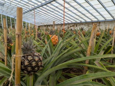 Ananaslar destek için kazıklanırlar.