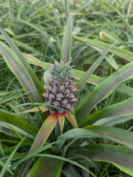 Yaprakların arasında küçük bir ananas