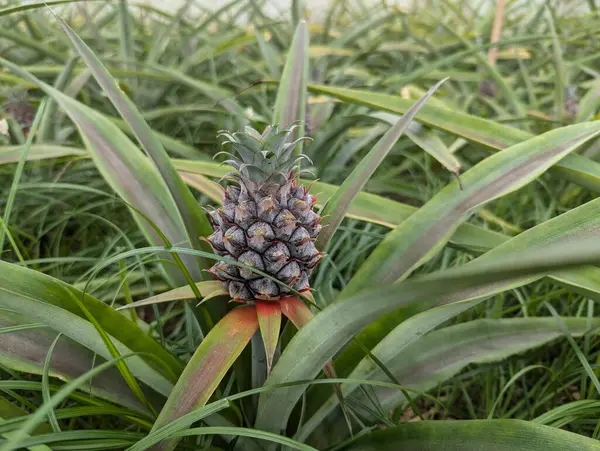 Yaprakların arasında küçük bir ananas