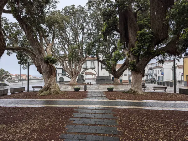 Ribeira Grande belediye binasının önündeki Moreton Körfezi incir ağaçları