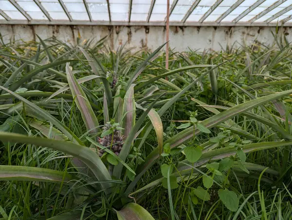 Ponta Delgada, Azores 'deki ananas çiftliği.