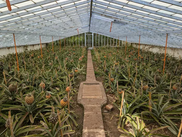 Ponta Delgada, Azores 'deki ananas çiftliği.