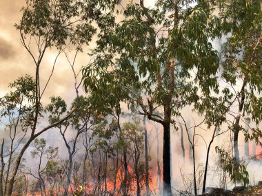 Avustralya 2019-2020 Black Summer Bushfire 