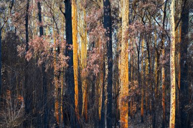Kings Highway ve Batemans Körfezi, 2019-2020 kara yaz yangınından sonra 