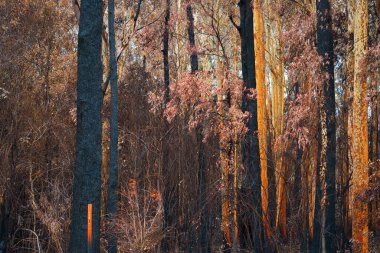 Kings Highway ve Batemans Körfezi, 2019-2020 kara yaz yangınından sonra 